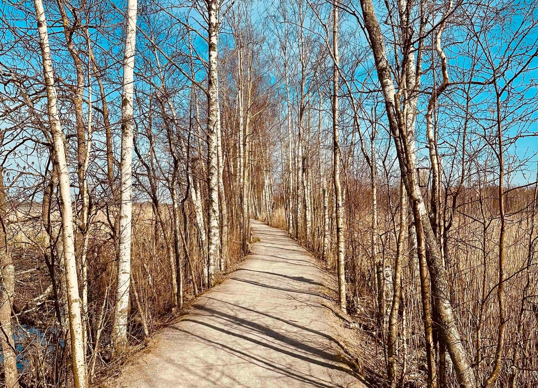 A path to being a great engineer through a group of trees